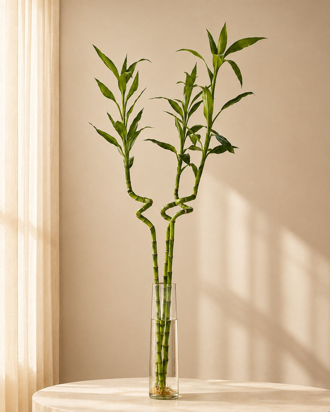 Spiral Lucky Bamboo Plant