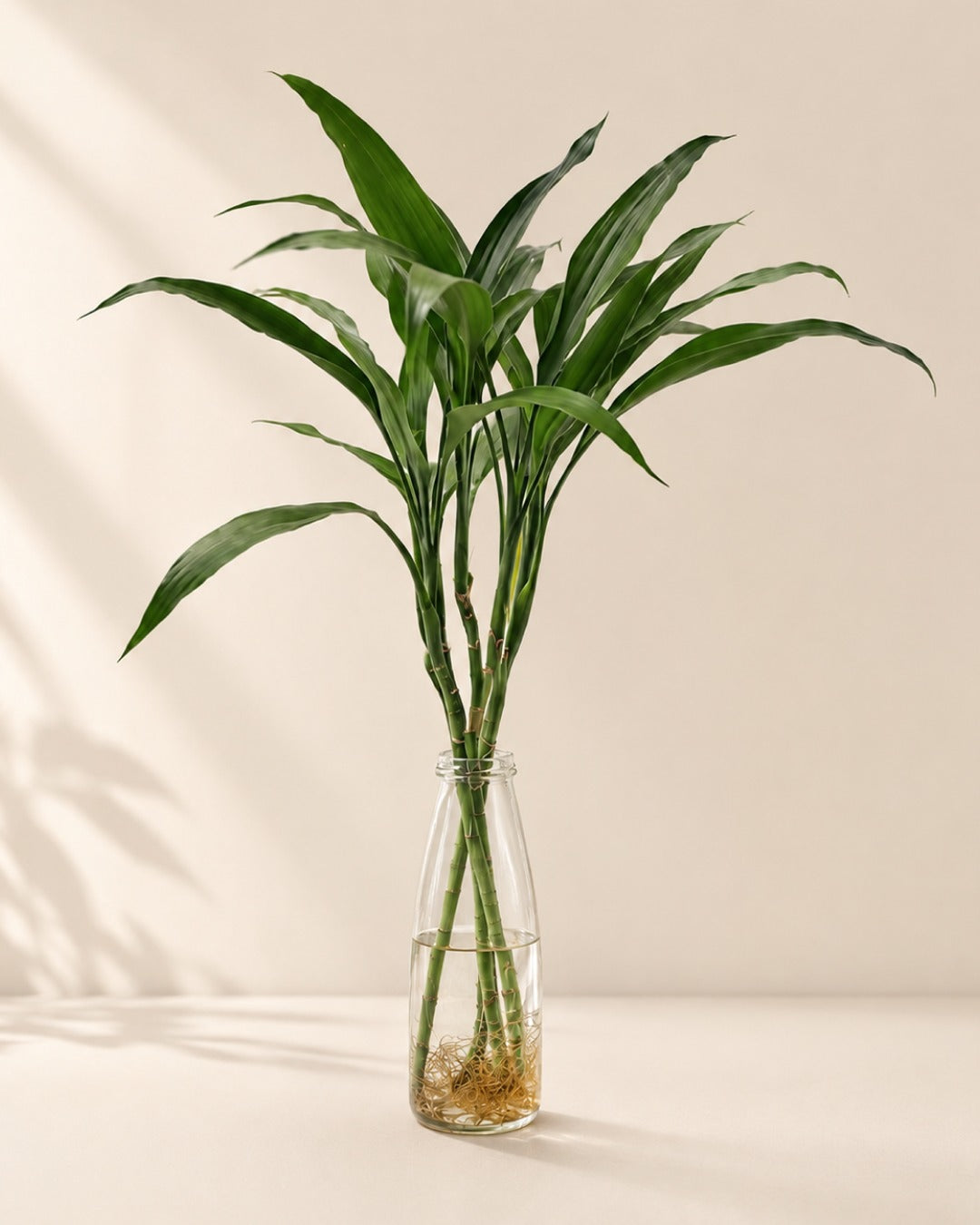Lucky Bamboo Plant